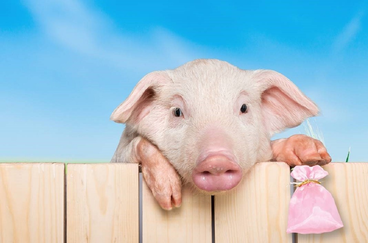 Piglet_with_silk_purse_1200px.jpg