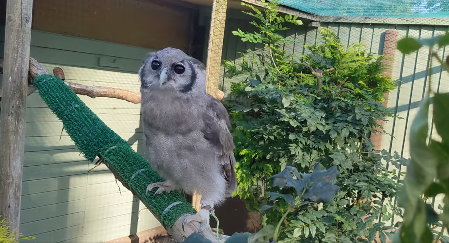 Rafiki_The_Milky_Eagle_Owl.PNG