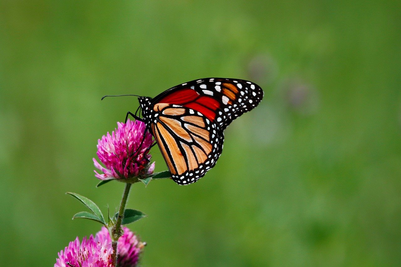 monarch_butterfly_8137642_1280.png